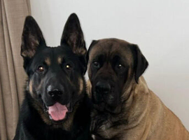 Kc reg fully health Czech gsd