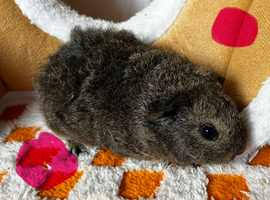 Female (Sow) Baby Guinea Pigs