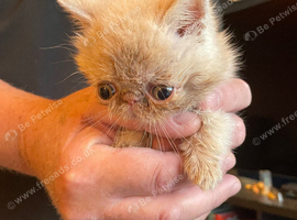 Persian/exotic kittens