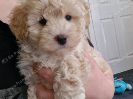 BEAUTIFUL TINY MALTIPOO GIRL