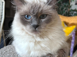 STUNNING MALE RAGDOLL KITTEN