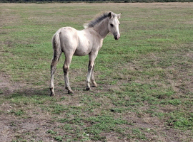 Colt foal