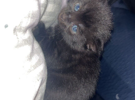 Kittens