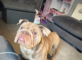British bulldog named sully