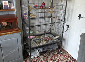 For sale bonded lovebirds