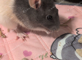 Single female rat for sale