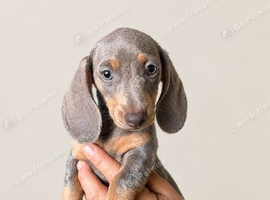 3 beautiful miniature dachshund puppies