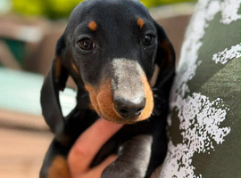 Last boy left miniature dachshund puppy