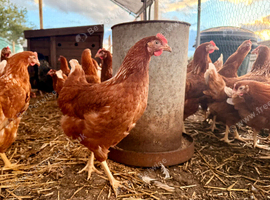 Guaranteed female chickens