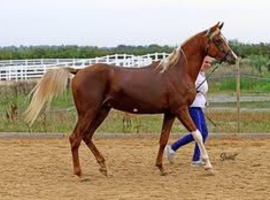 Must sell/SENSIBLE Offers Please. STALLION Pb ARABIAN (87.86%)