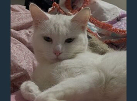 White female tabby breed cat 17 months old