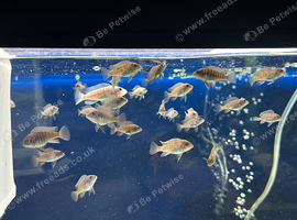 mbuna for sale