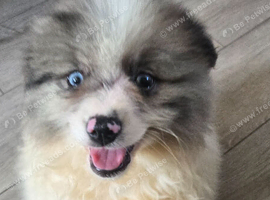 Pretty Pomeranians