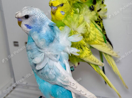 Helicopter budgies (hagoromo) for sale