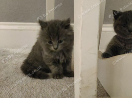 ABSOLUTELY BEAUTIFUL BRITISH BLUE KITTENS 8 WEEKS OLD MUM IS PEDIGREE