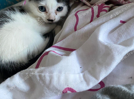 7 beautiful kittens