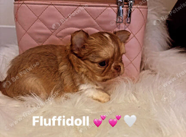 Quality chihuahua girl