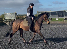 Stunning quality ROR event dressage prospect