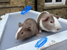 Baby guinea pigs ready now