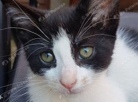 11‑week‑old male kitten &mdash; ready now.
