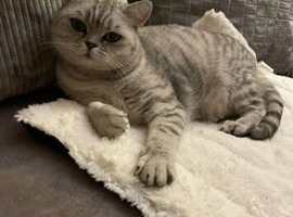 GCCF reg 4 year old neutered BSH girl