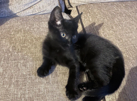 Vaccinated black kitten 14 weeks