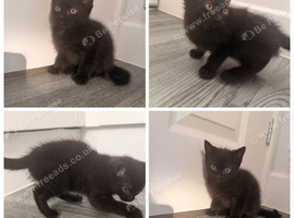 Girl kitten