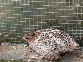 Japanese Quails looking for a new homr