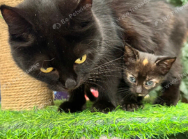 1  TORTIE FEMALE KITTEN LEFT
