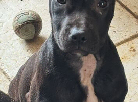 Playful Staffy Pups
