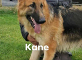 Well Proven huge beautiful German shepherd