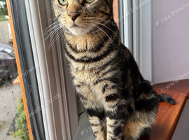 Mixed bengal and domestic house cat for free