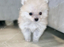 Mini Pomsky Puppy