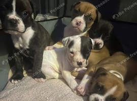 American bulldog/mastiff