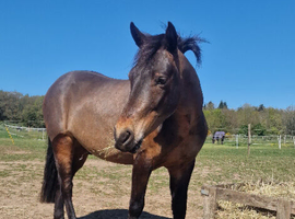 New forest gelding 4 years old