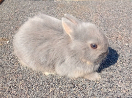 Rare lilac and tan netherland dwarf baby 1 boy available