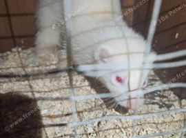 2 semi angora albine ferrets