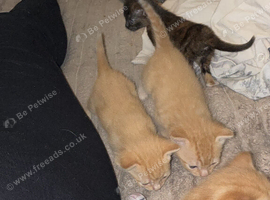 4 beautiful ginger boys and a girl tortoise shell