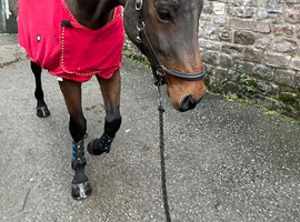 Incredible safe big horse for someone to enjoy