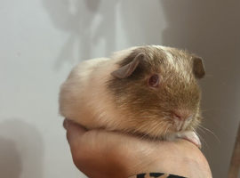 Beautiful baby sows (girls)