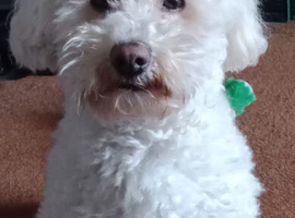9 year old Poochon