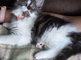 Stunning kittens