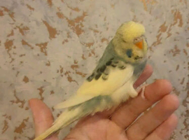 **all sold*Tame baby budgies 7 weeks old