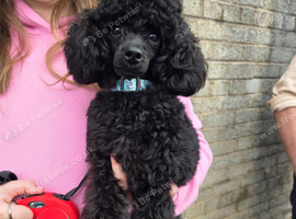 Kc toy poodle