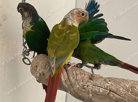 Conures