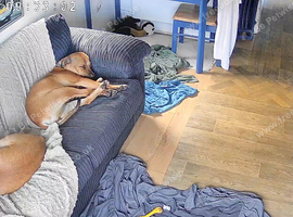 Rehome