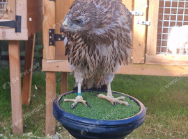 Imprint male goshawk