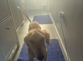 Male suluki greyhound 6 months