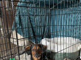 Beautiful dachshund cross