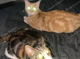 Cats for sale